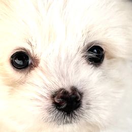 Cotons de Tulear from AVLCOTONLOVE