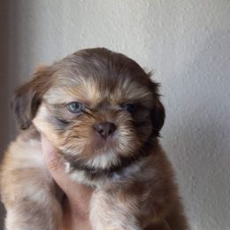 Shih Tzu and Yorkshire Terrier Puppies from Thorntons Fur Crew