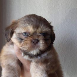 Shih Tzu and Yorkshire Terrier Puppies from Thorntons Fur Crew