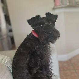 Scott - Miniature Schnauzer