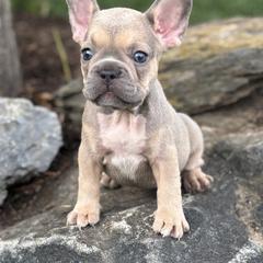 Brooke - Fawn female French Bulldog puppy in Ronks, Pennsylvania from Bleu Rock French Bulldogs
