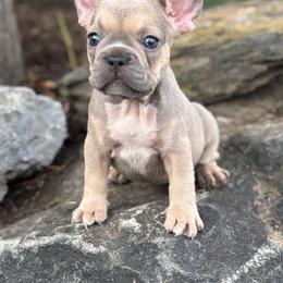 Brooke - Fawn female French Bulldog puppy in Ronks, Pennsylvania from Bleu Rock French Bulldogs