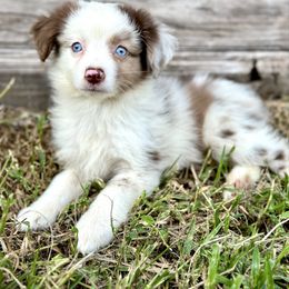 Phoenix - Red merle female Miniature Australian Shepherd puppy in Saint Cloud, Florida from Dirty Paws