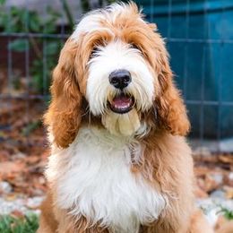 Calvin - Australian Labradoodle