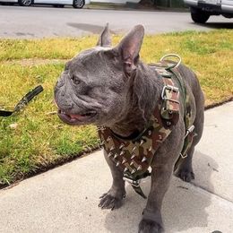 Nip - French Bulldog