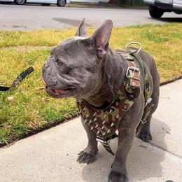 Nip - French Bulldog