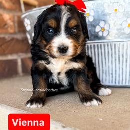Vienna - Tri-color female Bernedoodle puppy in West Haven, Utah from Split Mountain Doodles