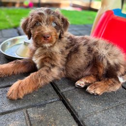 Aussiedoodle Puppies from Whiskey River Doodles