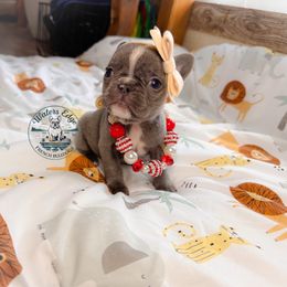 Misty - Blue female French Bulldog puppy in Strunk, Kentucky from Waters Edge French Bulldogs LLC