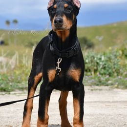 Doberman Pinscher Puppies from Obsidian Kennels