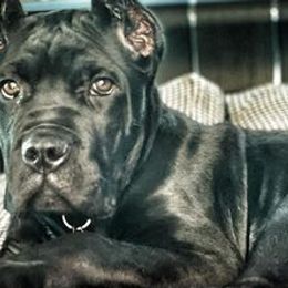 Cane Corso from AmericanK9