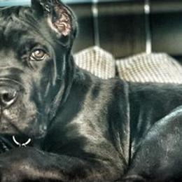 Cane Corso from AmericanK9