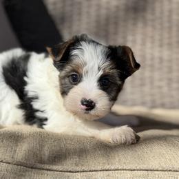 Chase - Parti male Yorkshire Terrier puppy in Hardin, Texas from Katrinas puppies