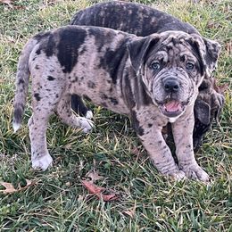 Alapaha Blue Blood Bulldog Puppies from Old Dominion Kennels