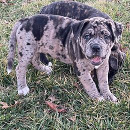 Alapaha Blue Blood Bulldog Puppies from Old Dominion Kennels