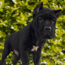 Top Pick Male - Black male Cane Corso puppy in California from Donato Kennels