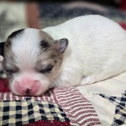 Rico - Merle male Chihuahua puppy in Xenia, Ohio from Moose Creek Chihuahua's