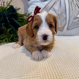 Portia Rose - female Cavapoochon puppy in Lucas, Ohio from Apricot Lane Puppy