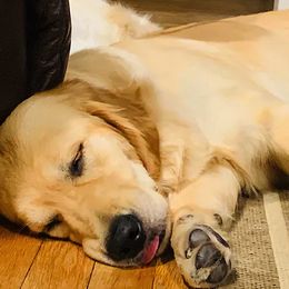 Golden Retrievers from Bokamo Goldens
