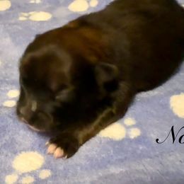 Noel - Red sable female Pomeranian puppy in Eden, North Carolina from Whippoorwill Pomeranians