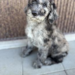 Saint Berdoodle Puppies from Badland St. Berdoodles LLC