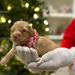 Pooh Bear - Red  male Goldendoodle puppy in Camden, North Carolina from Oopsie Doodles of NC