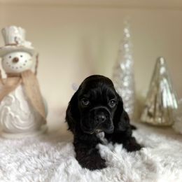 Boy 1 - Black male Cocker Spaniel puppy in California from Archangel Cockers