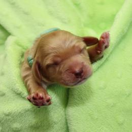 Primrose - Red female Australian Labradoodle puppy in Stanwood, Washington from Victoria Creek Australian Labradoodles
