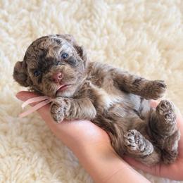 Koa - Merle female Goldendoodle puppy in Millville, California from Hope Lane Kennels