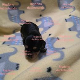 White collar boy - Black and cream male Dachshund puppy in Sour Lake, Texas from Rigdon's dachshunds