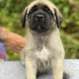 Boy 3 green collar - Fawn male Mastiff puppy in Fore Store, Virginia from Coopers Mastiffs & Duck Tollers