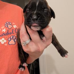 Brindle male - Brindle male Boxer puppy in Wellington, Ohio from Brinkhaven Boxers
