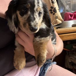 Girl 3 - Dapple female Dachshund puppy in Ethel, Washington from Mickey's Miracle Doxies