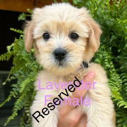 Lavender - Cream female Goldendoodle puppy in Lineville, Alabama from Dogwood Doodles of Alabama