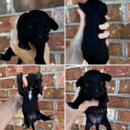 Maple - Black female Cavapoo puppy in Thorndale, Texas from Hattie’s Texas Cavapoos