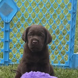 Red - Chocolate male Labrador Retriever puppy in Wauconda, Illinois from Oksana's Labrador Retrievers