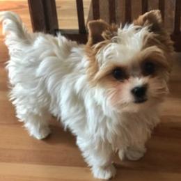 Yorkshire Terriers from Sweet Puppy Lov