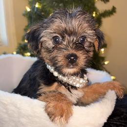 GIRL 4 - Black and tan female Yorkshire Terrier puppy in Loganville, Georgia from The Doggy Empire