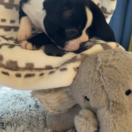 Boston Terrier Puppies from Angie's Little Bostons