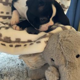 Boston Terrier Puppies from Angie's Little Bostons