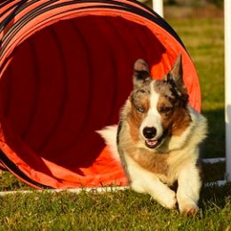 Cardigan Welsh Corgis and English Springer Spaniels from Sun Kissed Kennels