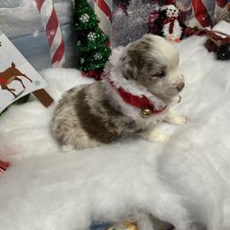 Wrangler - Red merle male Miniature Australian Shepherd puppy in Signal Mountain, Tennessee from D & D Miniature and Toy Australian Sheppards