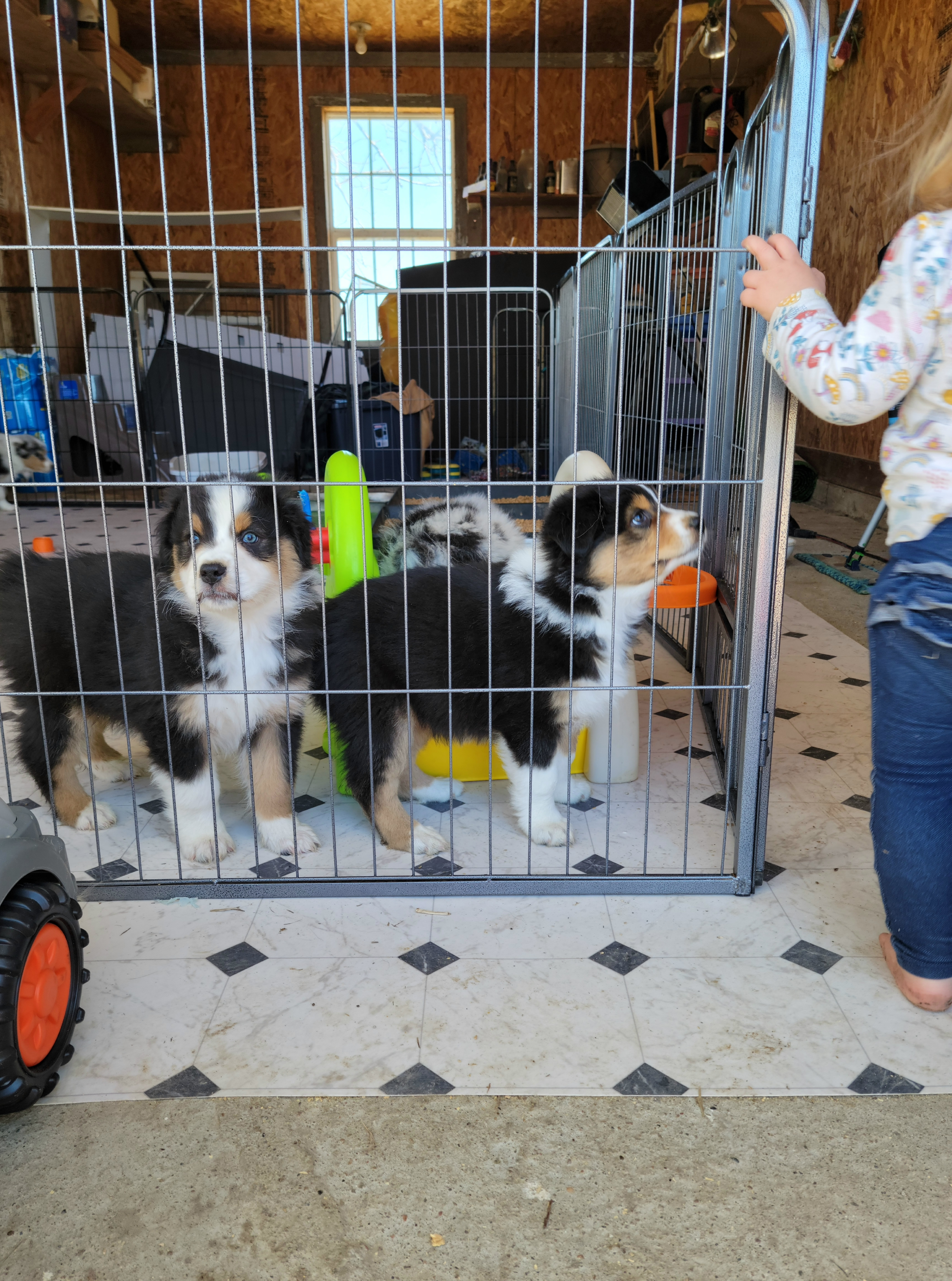 Australian Shepherds from Amare Aussies