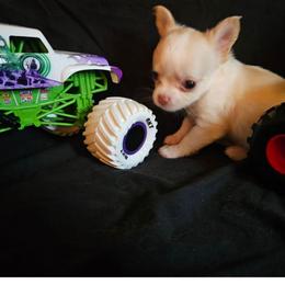 El Toro - Cream and white male Chihuahua puppy in Springfield, Missouri from Casadelopez Tails