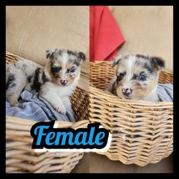 Boy 3 - Blue merle male Australian Shepherd puppy in Yakima, Washington from Luna's Australian Shepherd