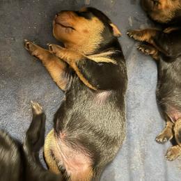 Piper - Black and rust female Miniature Pinscher puppy in Lancaster, Missouri from White Stone Ranch