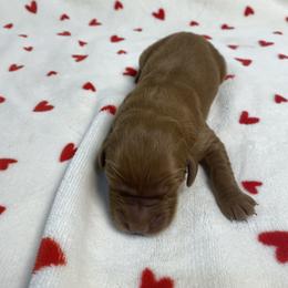 Finn (Boy 5) - Dark golden male Golden Retriever puppy in Stigler, Oklahoma from Red MAX Golden Retrievers