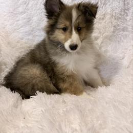 Male 1 - Sable and white male Shetland Sheepdog puppy in Hobbs, New Mexico from Kailyn Shelties