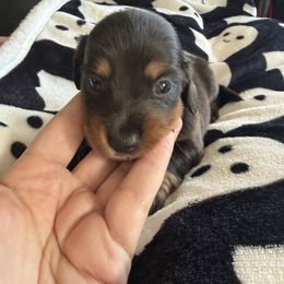 Comet - Black and tan male Dachshund puppy in Tampa, Florida from EntityDachs