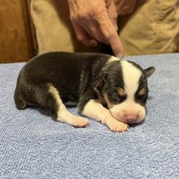 Caliber - Black white and tan male Rat Terrier puppy in Gonzales, Texas from Sunshine Deckers